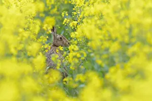 Rapeseed: European hare (Lepus europaeus) in a rapeseed field
