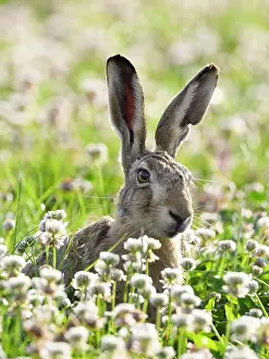 Clover: European hare (Lepus europaeus), sitting in clover