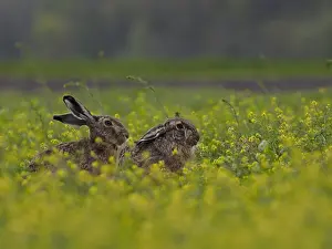 Hares: European hare- pair of them sitting in a flower