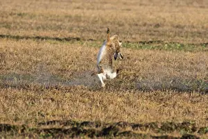 Hunter: European Hare - shoting hare - Germany
