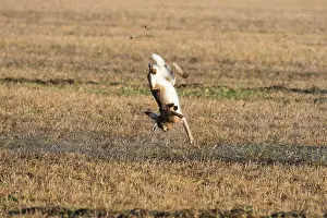 Hunter: European Hare - shoting hare - Germany
