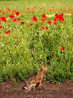040319: European hare-sitting in front of a poppy meadow, Austria