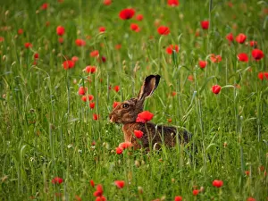 040319: European hare-sitting in front of a poppy meadow, Austria