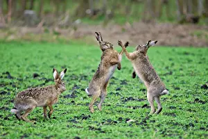 Boxing: European Hares - give high five - fighting in mating season