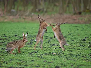 Boxing: European Hares - give high five - fighting in mating season