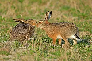 Sniff: Two European hares (Lepus europaeus) sniff each