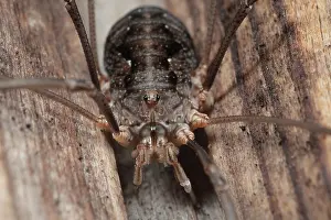 Opilio: European Harvestman