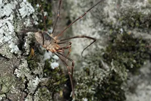 Opilio: European Harvestman