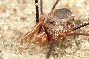 Opilio: European Harvestman