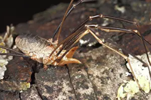 Opilio: European Harvestman