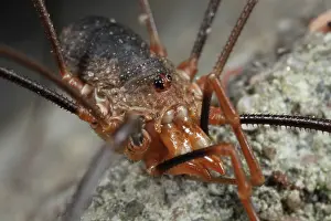Opilio: European Harvestman