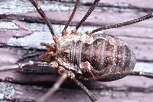 Opilio: European Harvestman