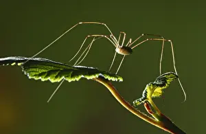 Opilio: European Harvestman (Phalangium opilio) on fres
