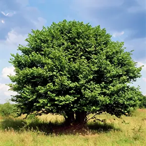 Karin Laub: European Hazel