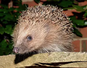 Hedgehogs: European Hedgehog