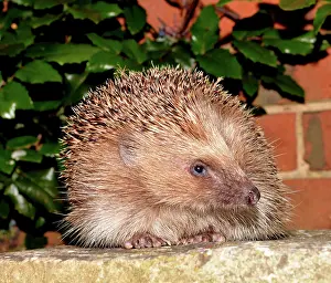 Erinaceus: European Hedgehog