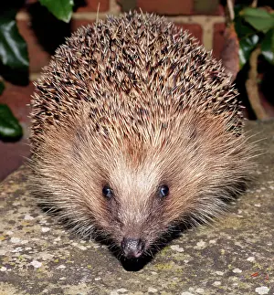 Erinaceus: European Hedgehog