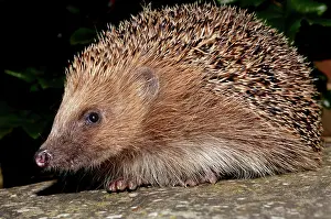 Erinaceus: European Hedgehog