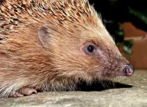 Erinaceus: European Hedgehog
