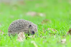 Erinaceus: European Hedgehog