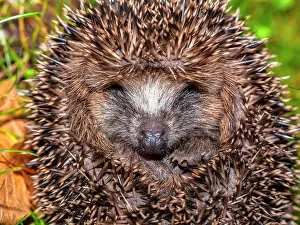 Hibernating: European Hedgehog