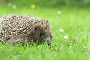 Hedgehog: European Hedgehog