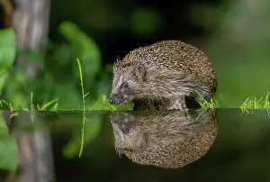 Hedgehog: EUROPEAN HEDGEHOG