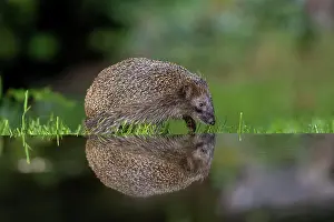 Hedgehog: EUROPEAN HEDGEHOG