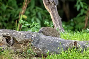 Fallen: EUROPEAN HEDGEHOG