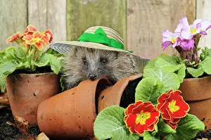 Bonnets: European Hedgehog, adult wearing straw hat