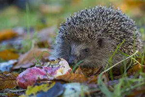 Insectivore: European hedgehog in autumn, Lower Saxony, Germany, Europe