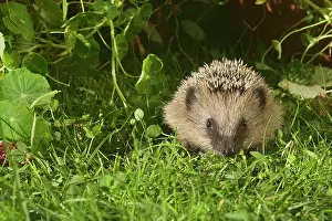 Erinaceus: European Hedgehog or Common Hedgehog (Erinaceus