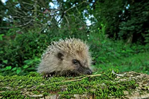 Erinaceus: European Hedgehog Common Hedgehog juvenile