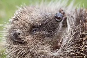110121: European hedgehog -curled