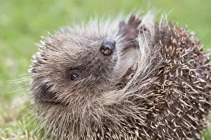 110121: European hedgehog -curled