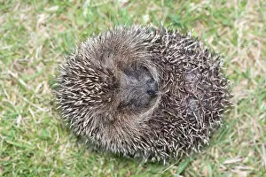 Hedgehog: European hedgehog -curled