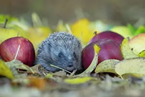 Erinaceus: European hedgehog (Erinaceus europaeus) amongst