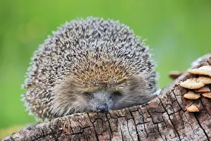 Erinaceus: European hedgehog (Erinaceus europaeus), Switzerland