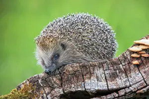 Erinaceus: European hedgehog (Erinaceus europaeus), Switzerland