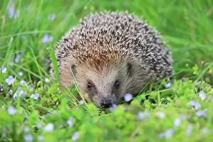 Myosotis: European hedgehog (Erinaceus europaeus), Switzerland