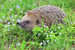 Myosotis: European hedgehog (Erinaceus europaeus), Switzerland