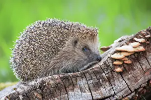Erinaceus: European hedgehog (Erinaceus europaeus), Switzerland