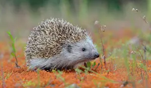Erinaceus: European hedgehog (Erinaceus europaeus), Upper Austria