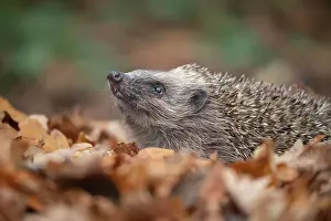 Hedgehog: European hedgehog (Erinaceus europaeus) amongst