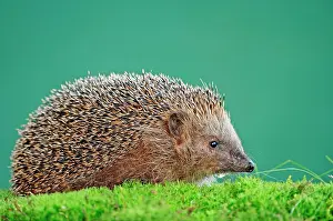 Hedgehog: European Hedgehog (Erinaceus europaeus), North Rhine-Westpha