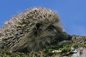Erinaceus: European Hedgehog (erinaceus europaeus), Adult against