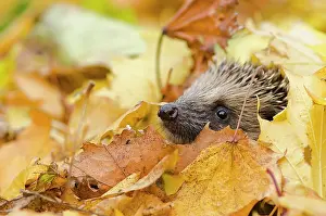 Erinaceus: European Hedgehog (Erinaceus europaeus) adult, looking