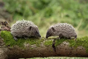 Erinaceus: European hedgehog (Erinaceus europaeus) two adults