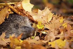 Erinaceus: European hedgehog (Erinaceus europaeus) emerging