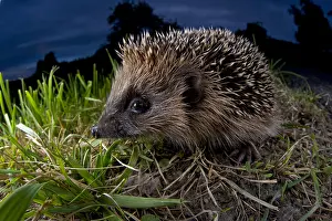 Miscellaneous: European Hedgehog (Erinaceus europaeus), Europe